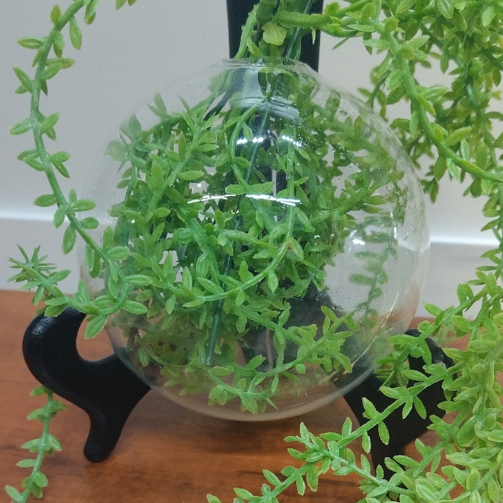 HomArt Bubble Glass Terrarium Wallpocket